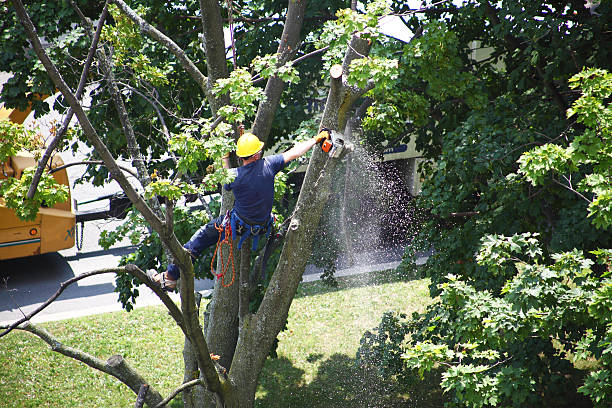 Landscape Design and Installation in Resaca, GA